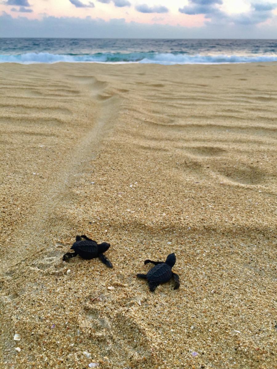 Sea turtle hatchlings