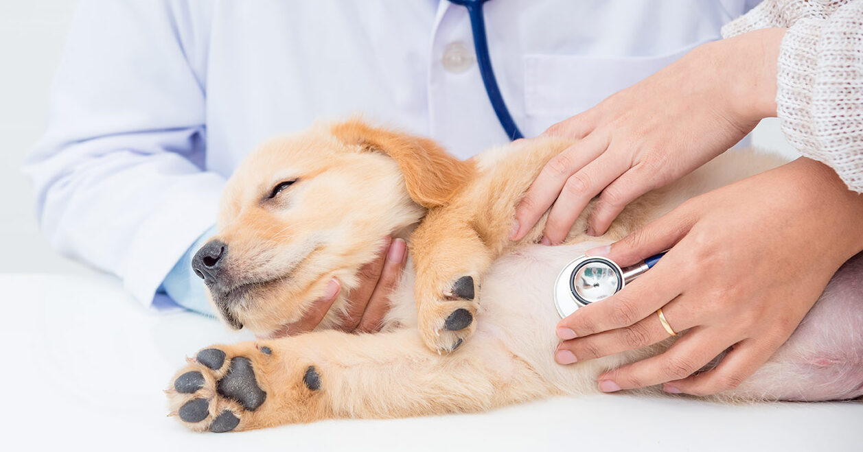 Beth_Gruber_-_cardiology-puppy-stethoscope